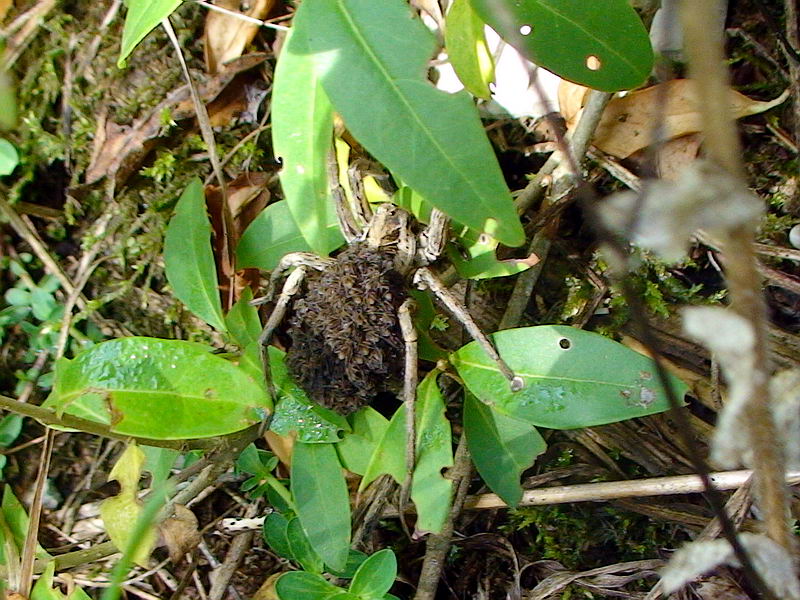 Mamma ragna (Hogna radiata e Pardosa sp. con piccoli)